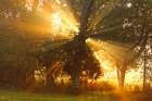 Sunlight filtering through trees, Oldham County, Kentucky Art Print